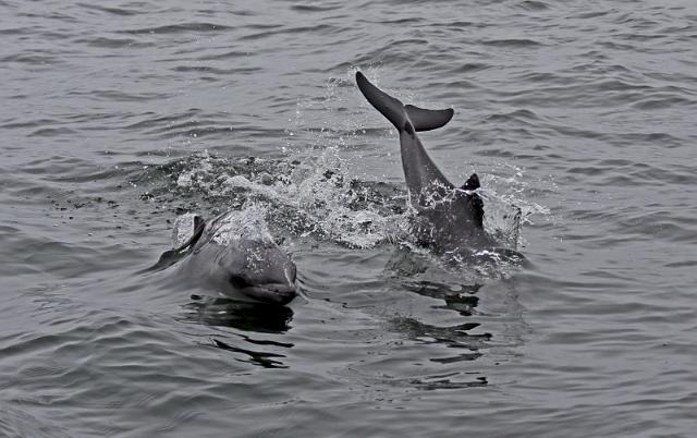 100 Walvis Bay, mola mola dolphin tour.JPG